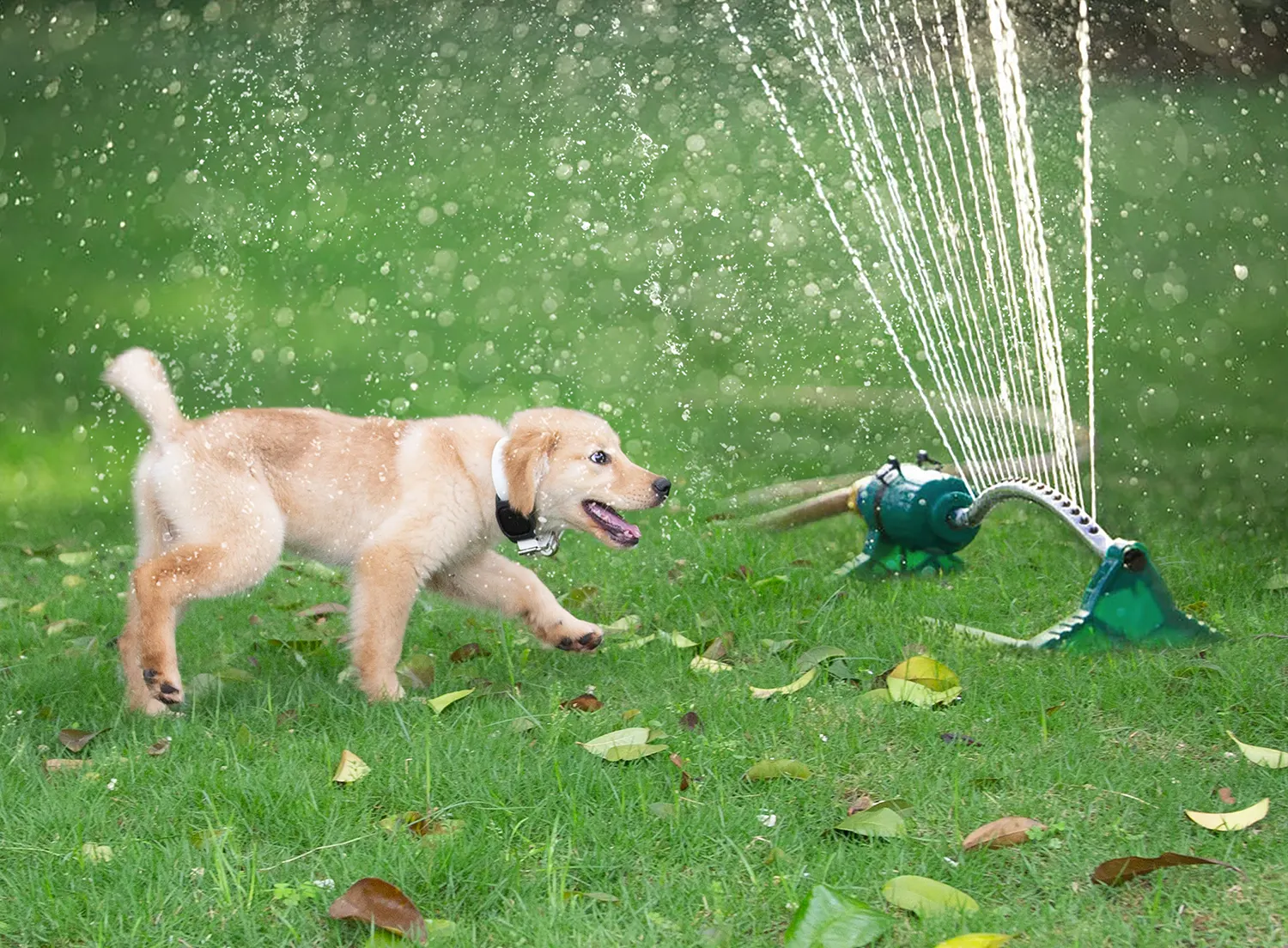 Professional High Quality Amazon Pet Supplies Photography Studio in China